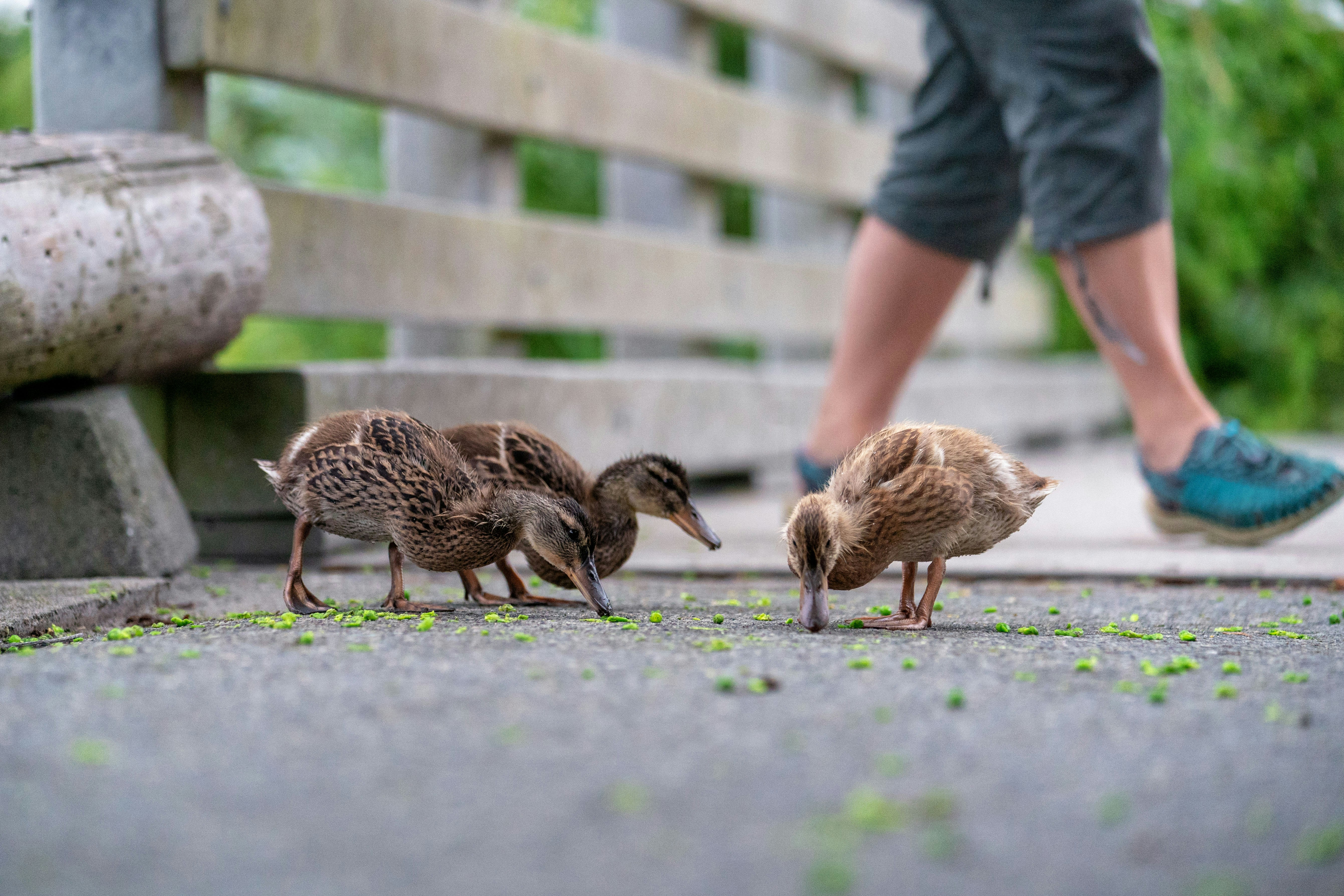 three ducklings eating greens on a bridge with a person walking behind them