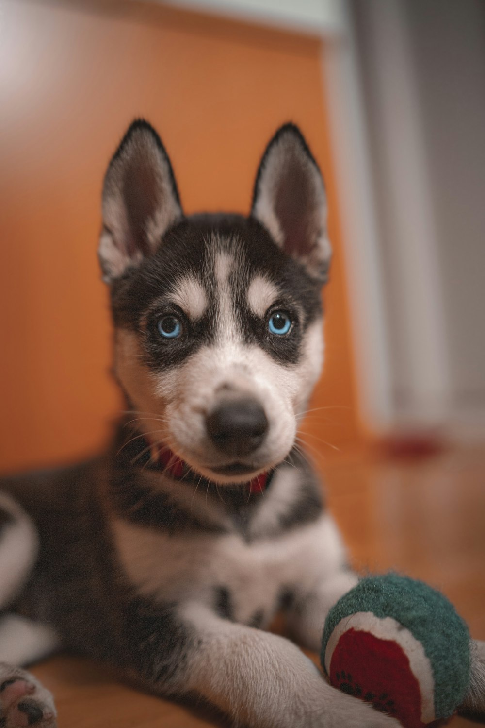 adult Siberian husky