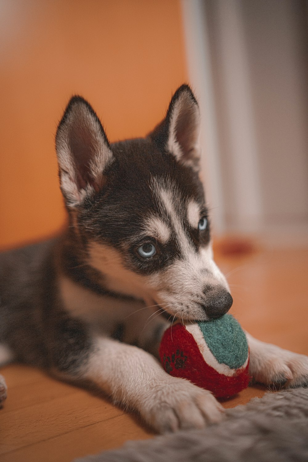 Siberian husky puppy playing with ball