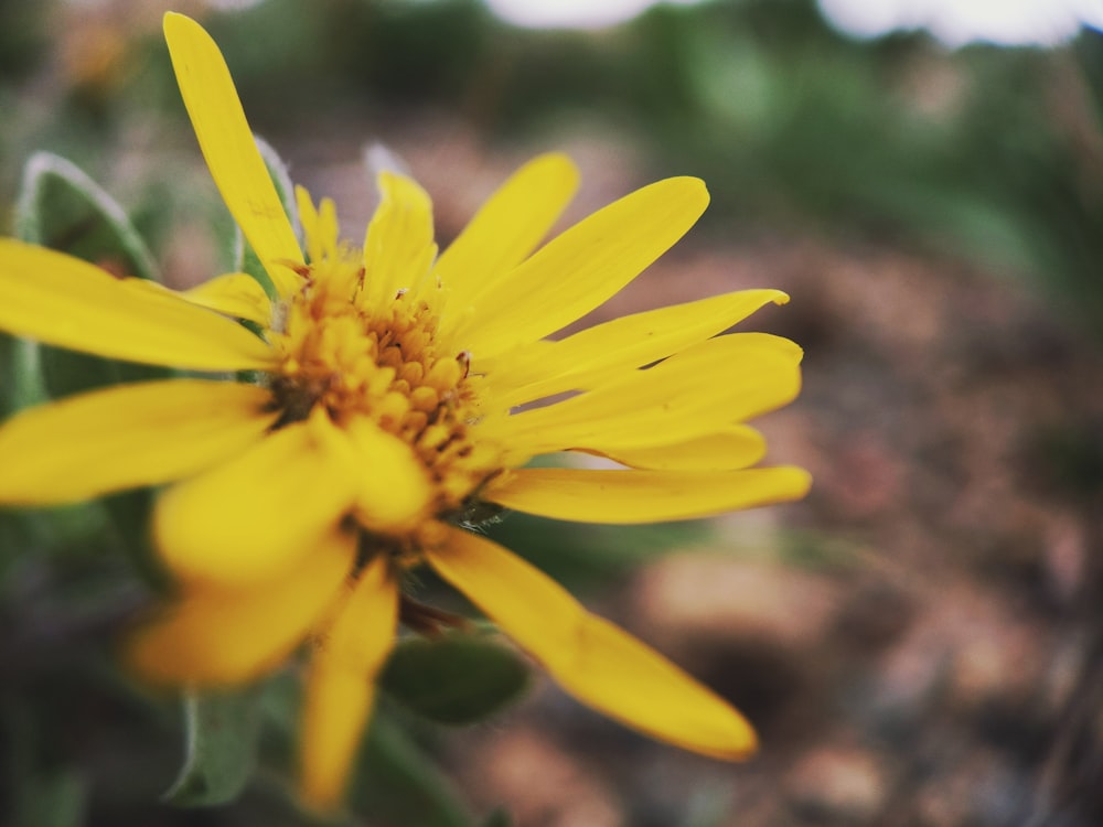 a close up of a yellow flower with a blurry background