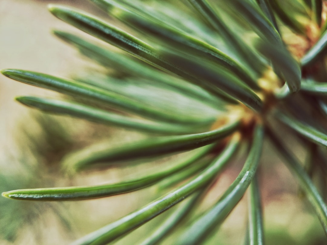 Macro of evergreen pine needles on Mount Evans in Colorado