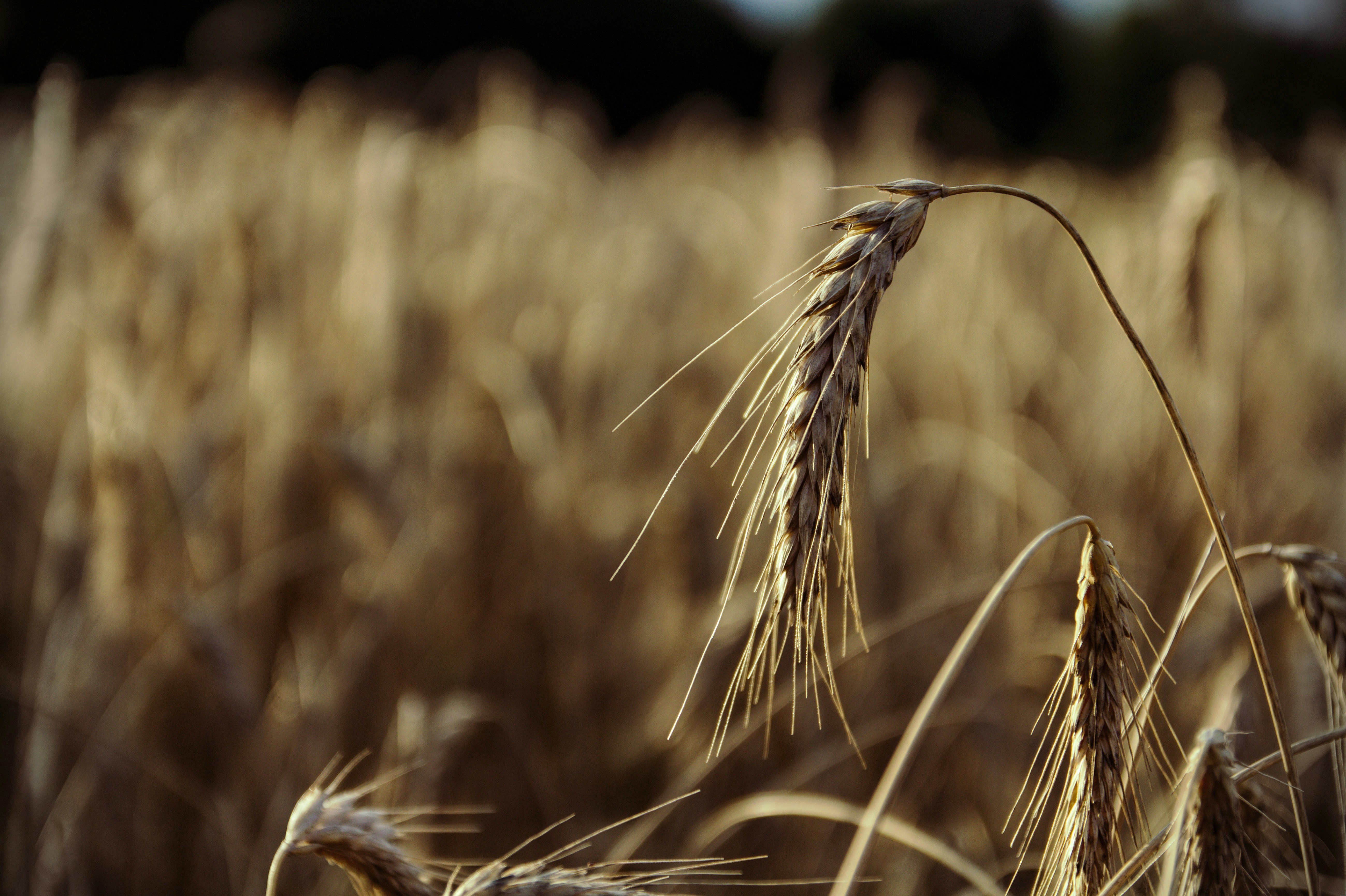 Photo by filip_sutkowy