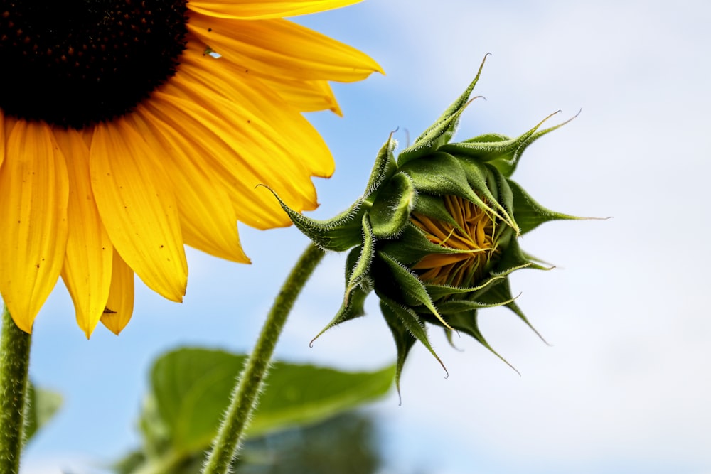 yellow sunflower