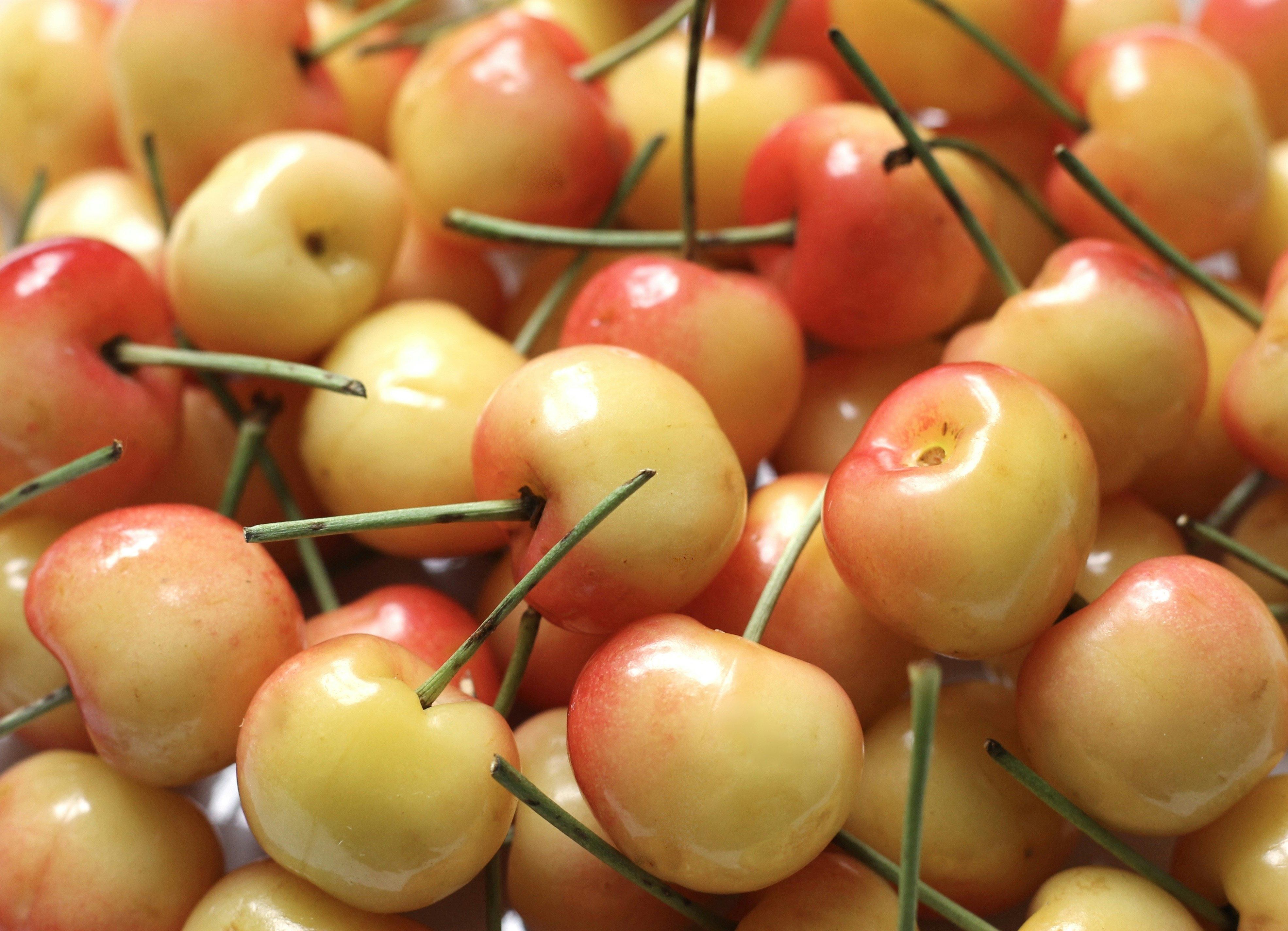 yellowandred cherries photo Free Plant Image on Unsplash