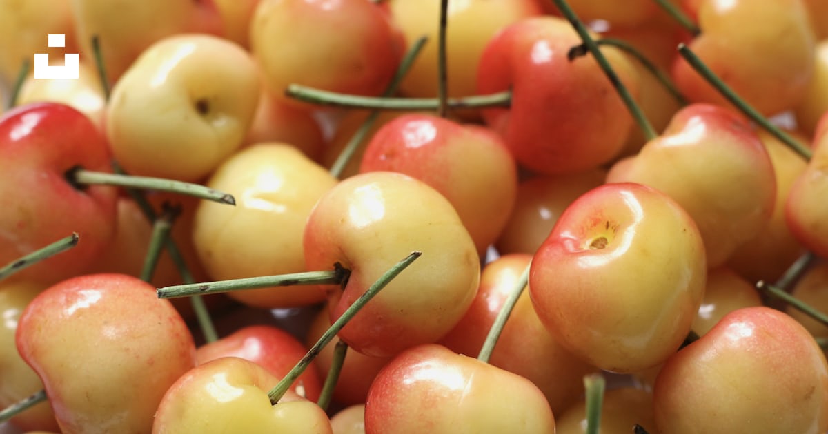 Yellow-and-red cherries photo – Free Plant Image on Unsplash