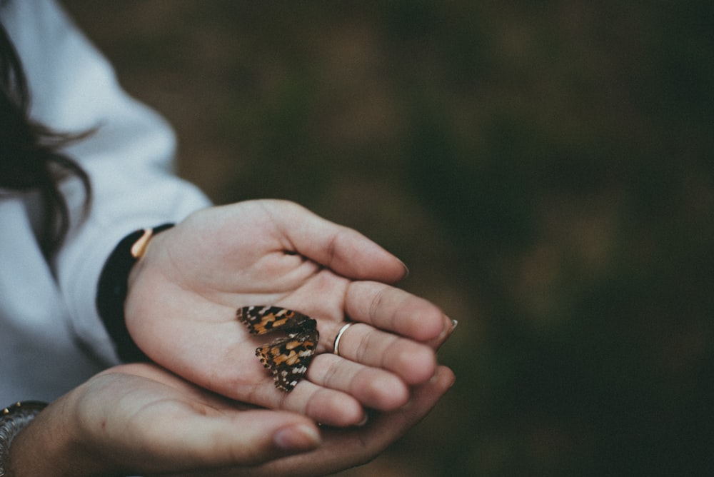 brown and black butterfly