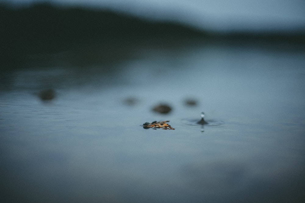 a small leaf floating on top of a body of water