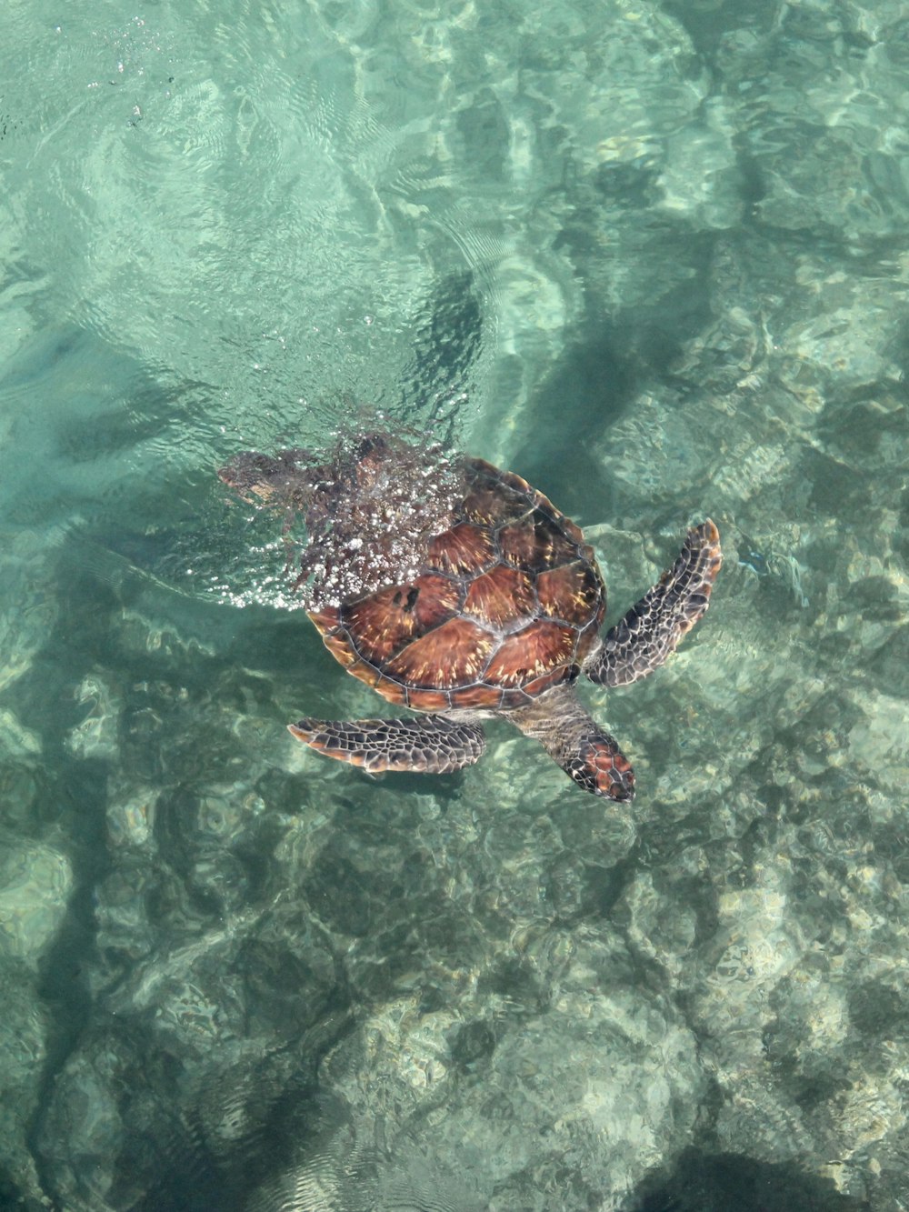 brown turtle in water