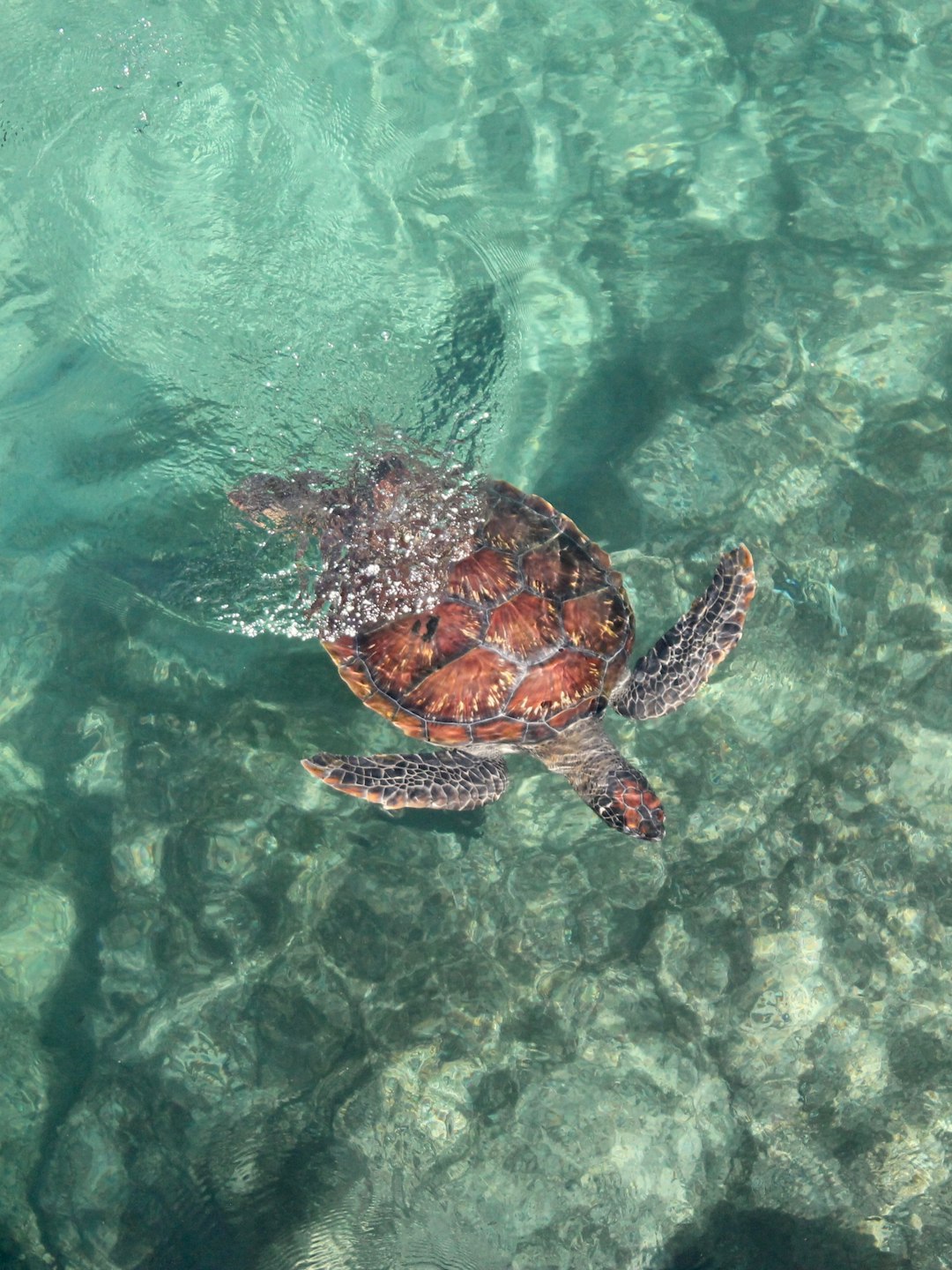 Sea turtle Reunion Island
