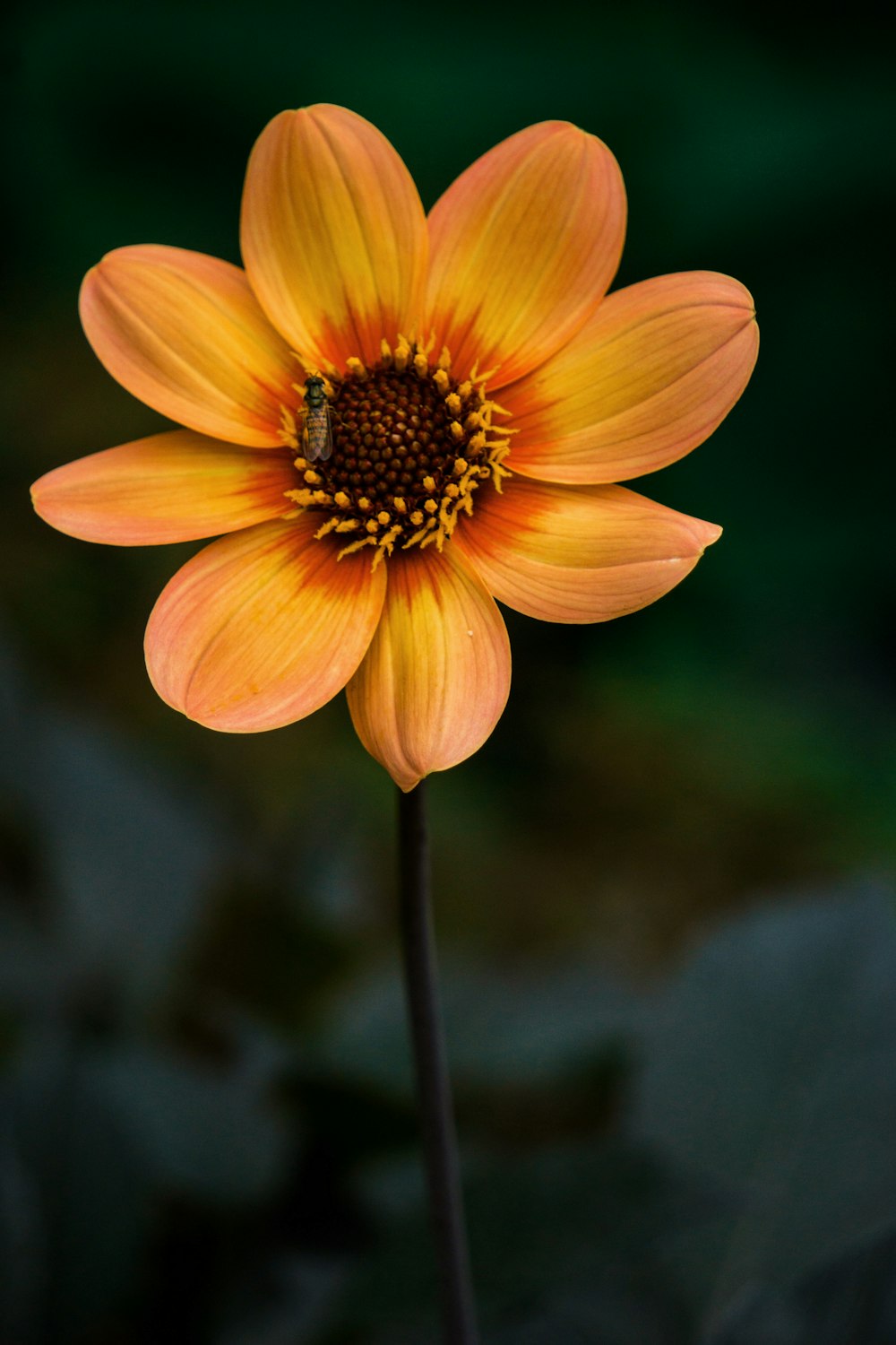 selective focus photography of orange-petaled flower