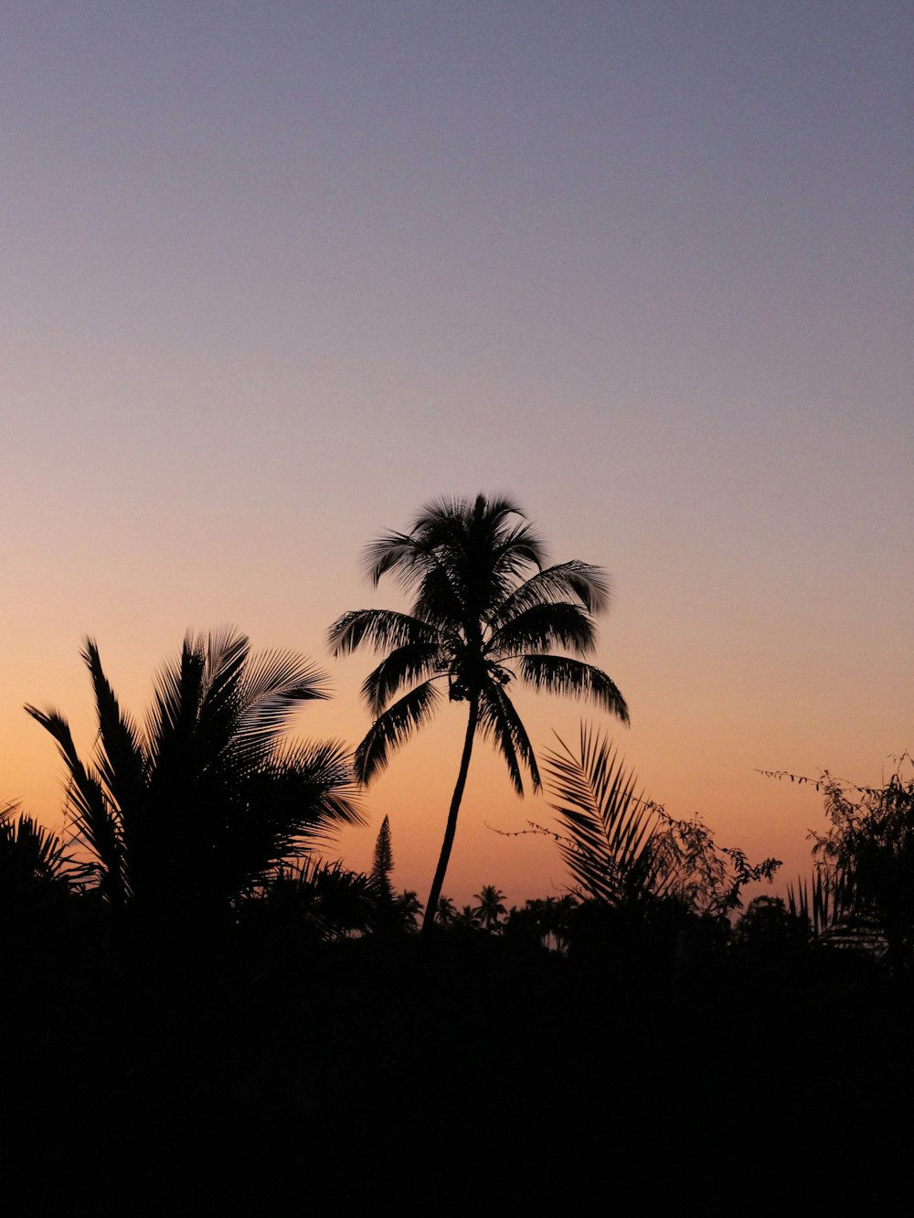 palm tree photo