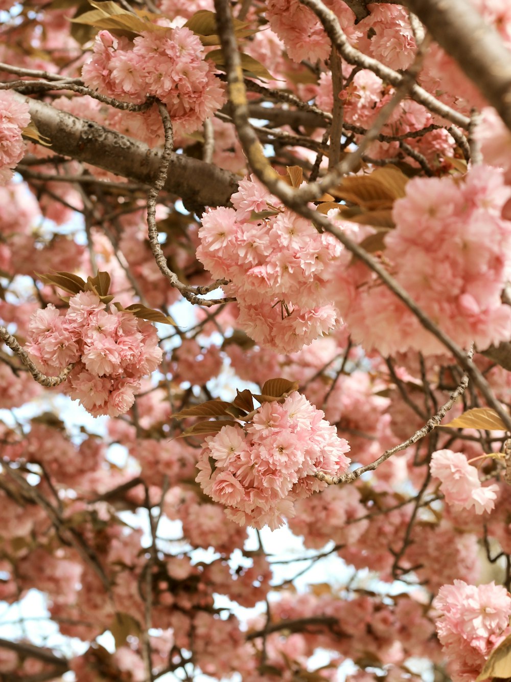 pink cluster flower tree during daytime