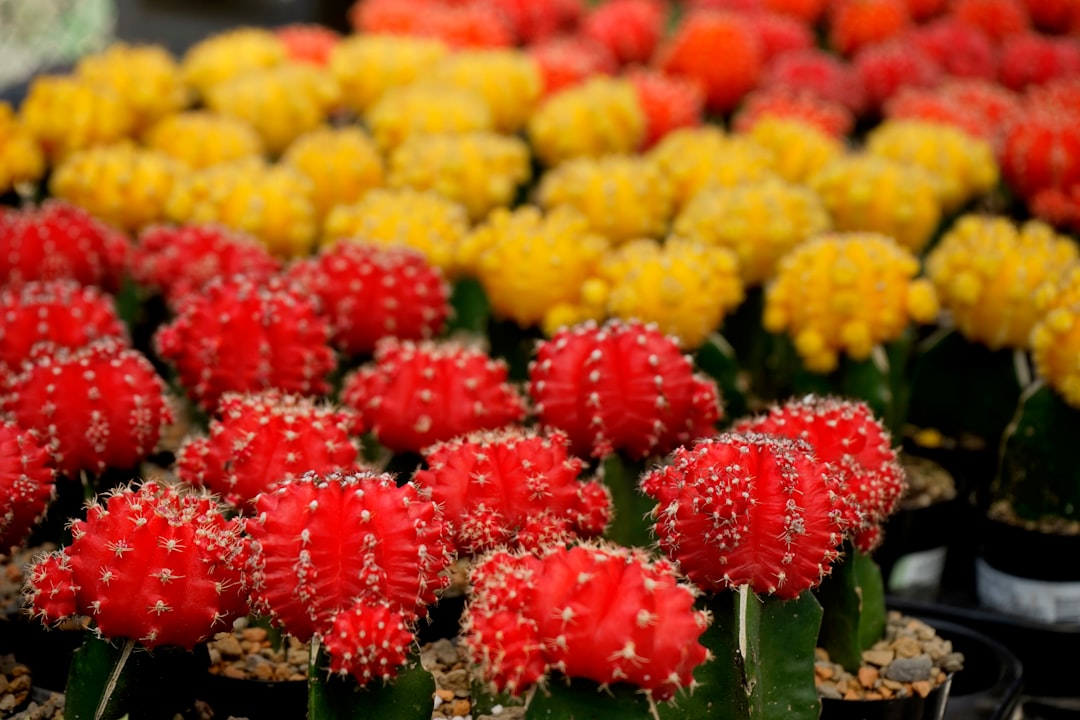 selective focus photography of yellow and red moon cacti