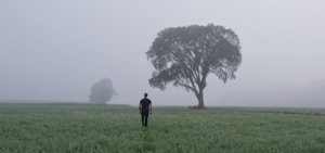 Novel: Mist Walk