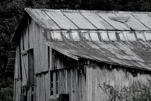A weathered wooden barn with a rusted metal roof is situated in a rural area, surrounded by overgrown vegetation. A rake is positioned on the roof, indicating a need for maintenance or repair.