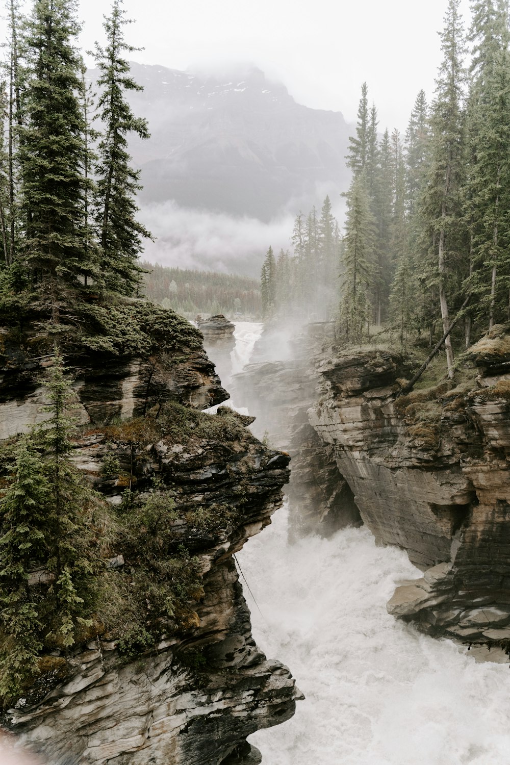 body of water and pine trees