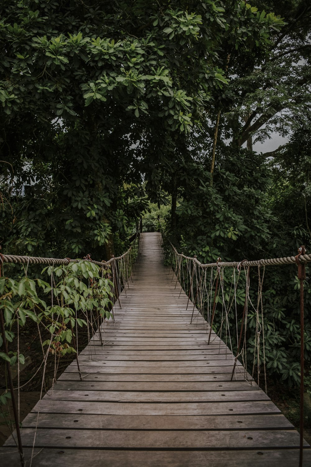 a wooden bridge surrounded by lots of trees
