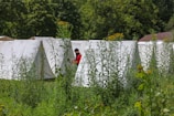 A series of white tents are set up in a natural setting surrounded by tall green plants and trees. A person in a red shirt is visible near the tents, appearing to be engaged with something in their hands.