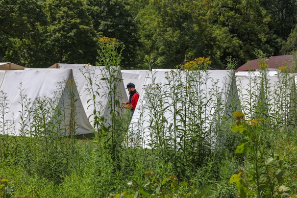 A series of white tents are set up in a natural setting surrounded by tall green plants and trees. A person in a red shirt is visible near the tents, appearing to be engaged with something in their hands.