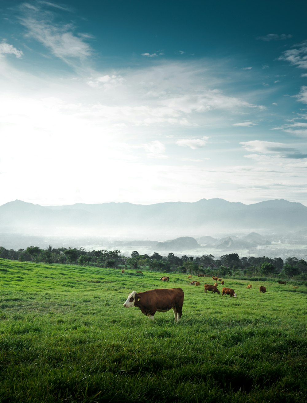 a brown cow standing on top of a lush green field