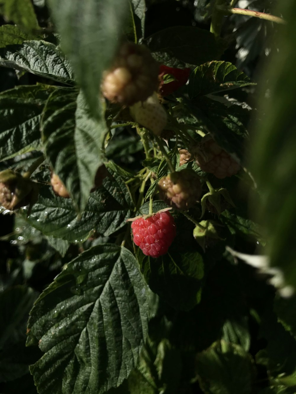 red berries on focus photography