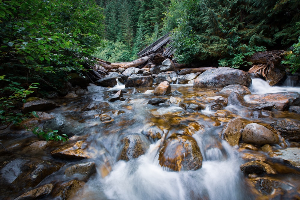 river in forest at daytime