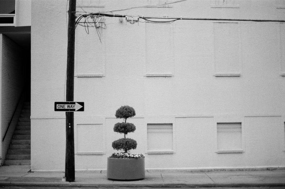 grayscale minimalist photography of a hedge plant beside electric post