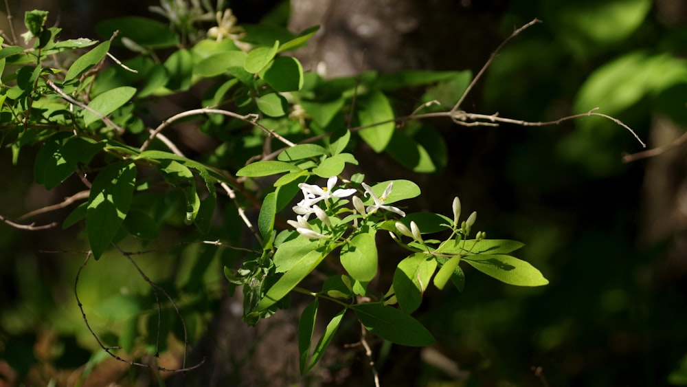 selective focus photo of white-petaled flowers and green leaves