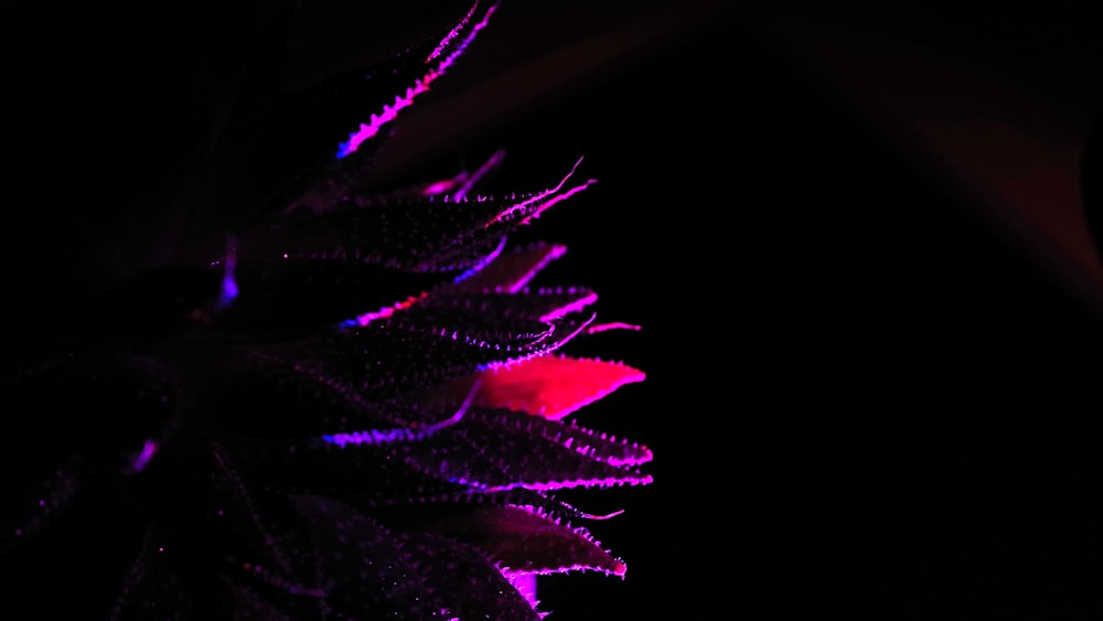 a close up of a flower in the dark