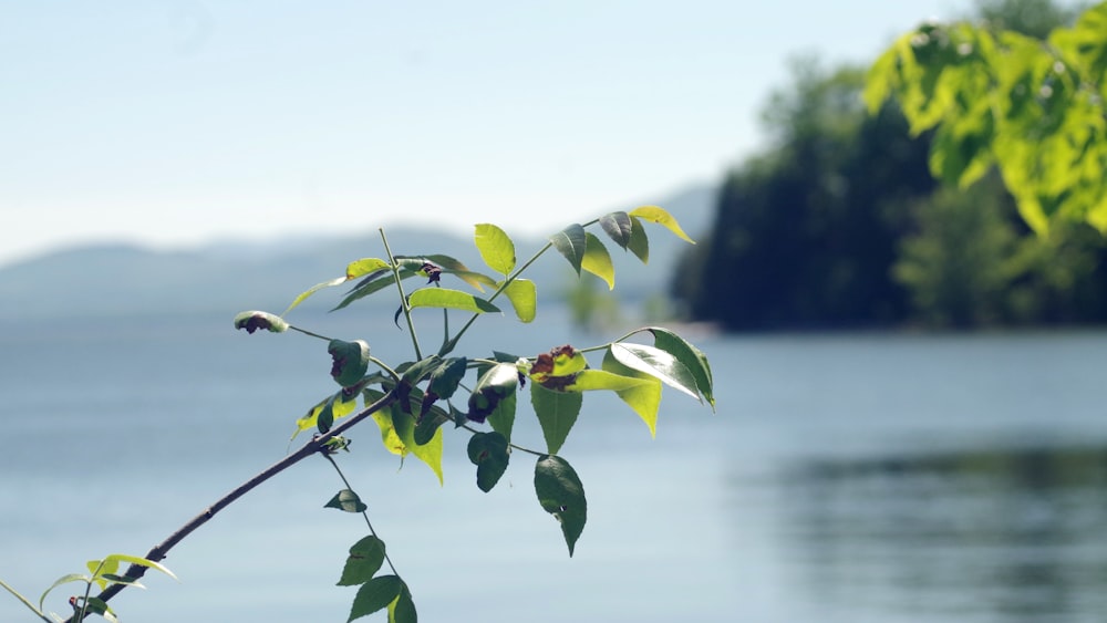 green-leafed plant with body of water background