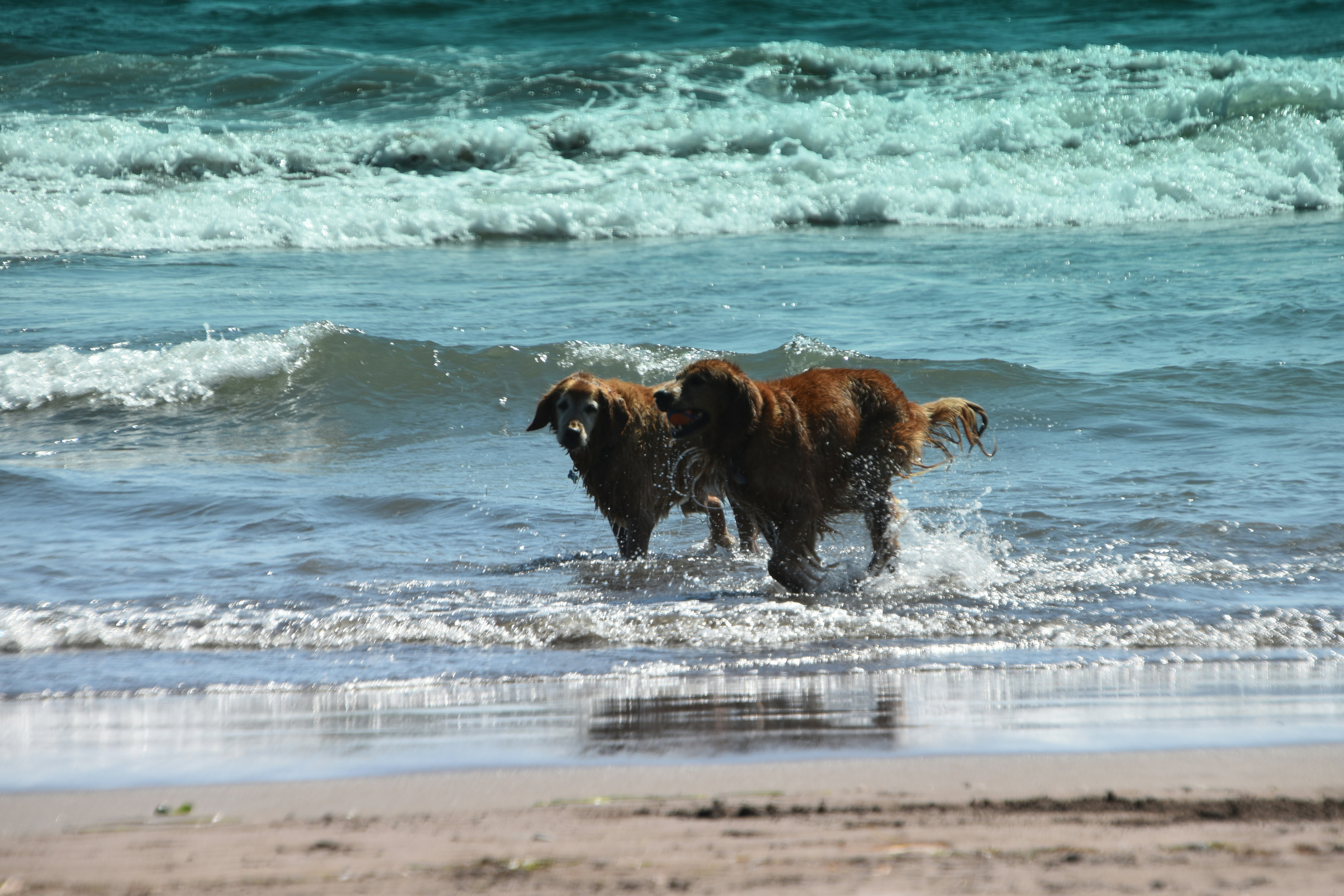 Two brown dogs on beach photo Free Stinson beach Image on Unsplash