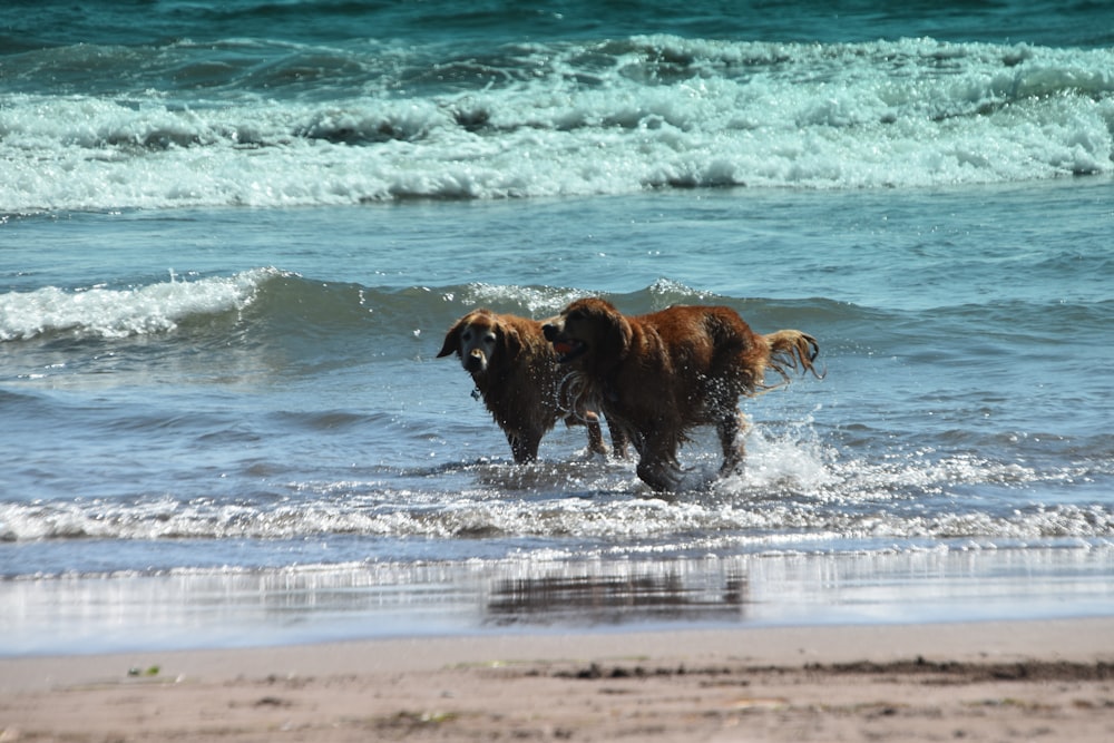 two brown dogs on beach