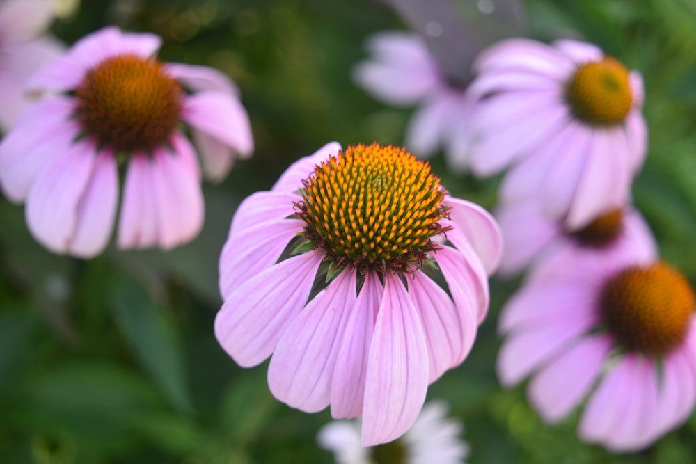 a group of pink flowers with yellow centers