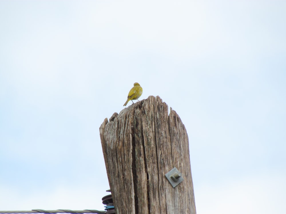 green bird perched on wooden post