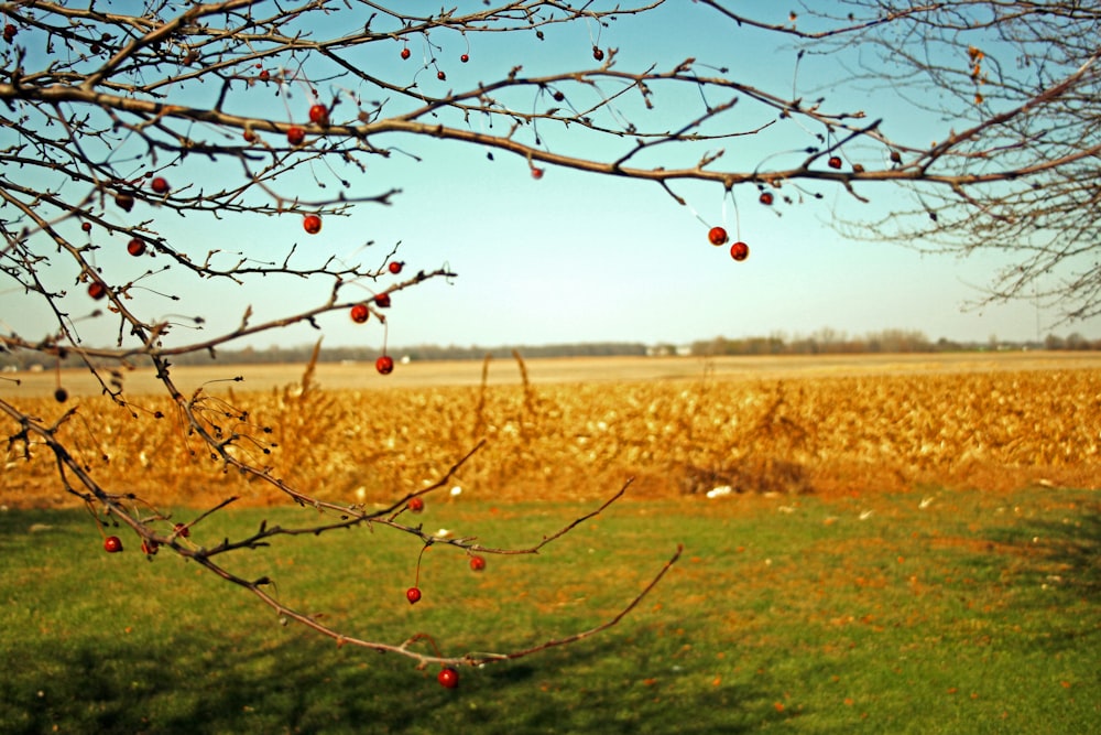 bare trees