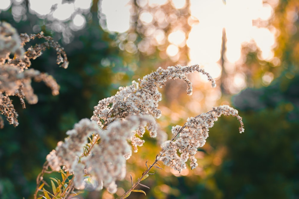 close-up photo of white petaled flowers