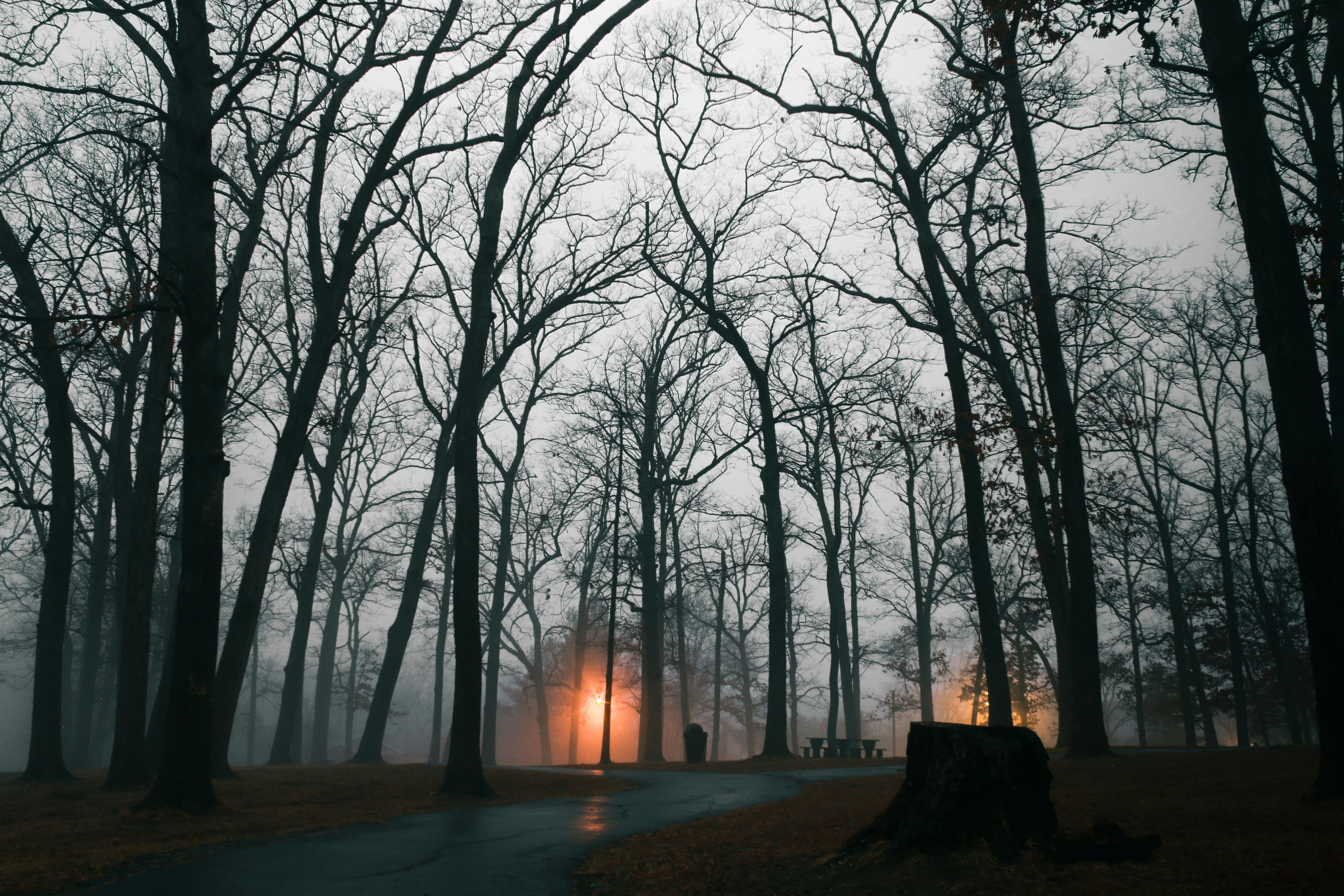 Through the woods and towards the light!