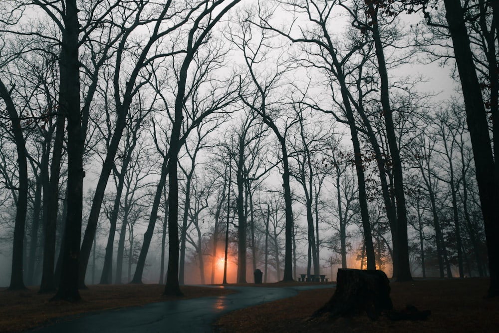 a foggy forest with a light in the distance