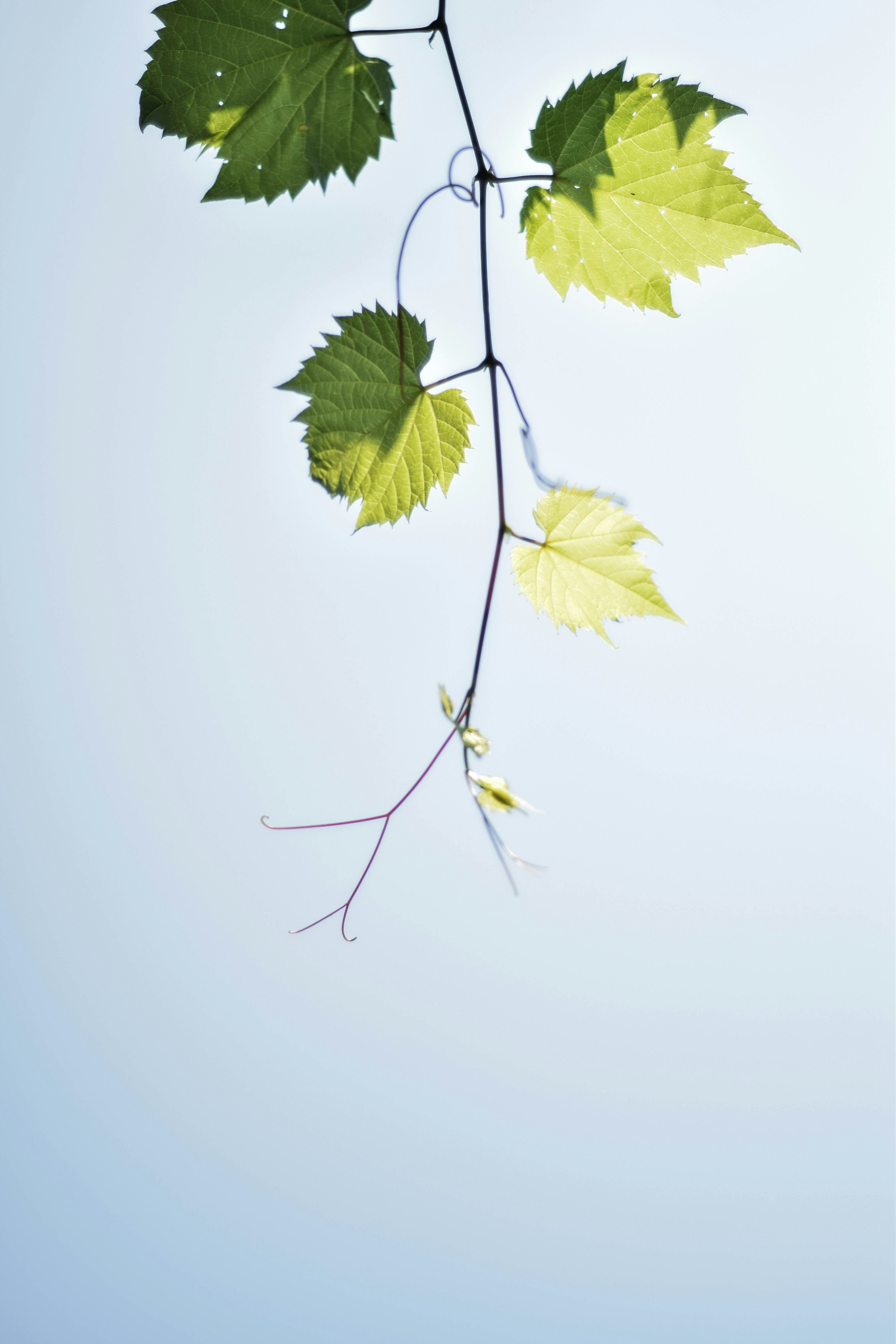 Roya Wellness 's image