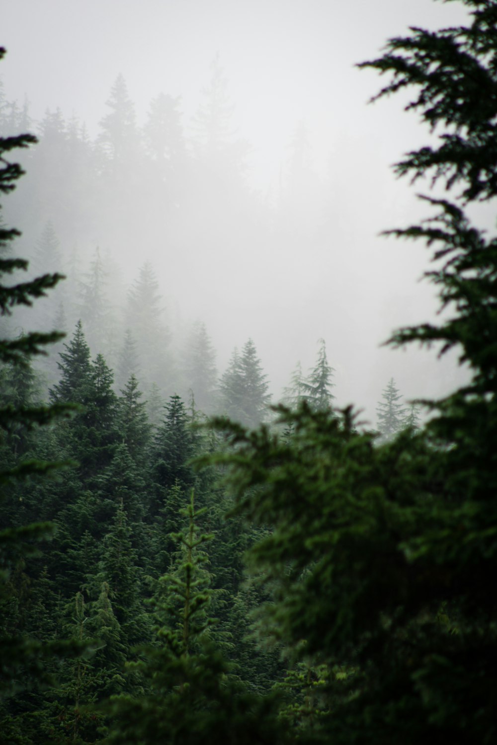 alberi verdi circondati dalla nebbia