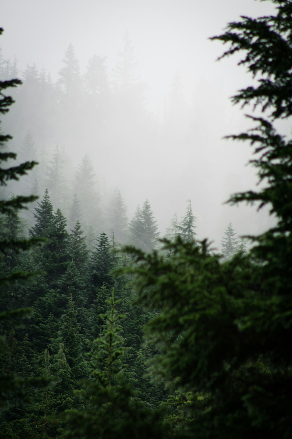 Grüne Bäume umgeben von Nebel