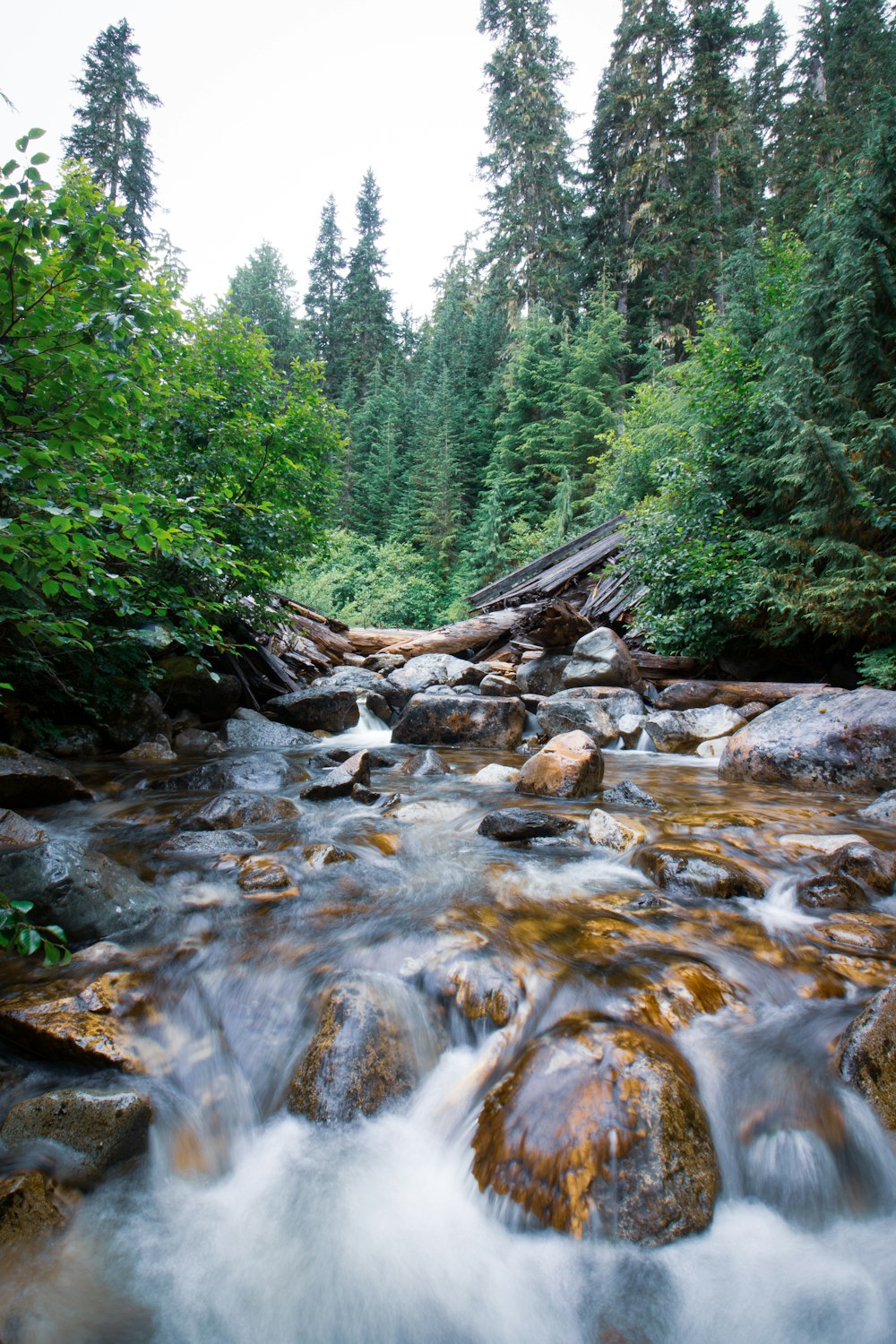 a river running through a lush green forest