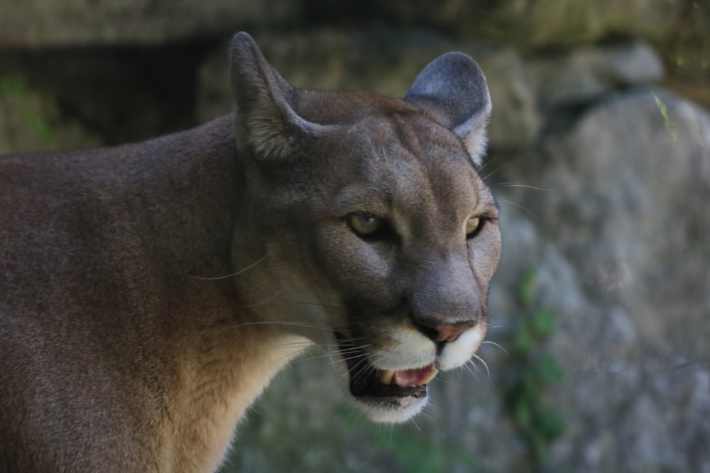 brown tiger during daytime