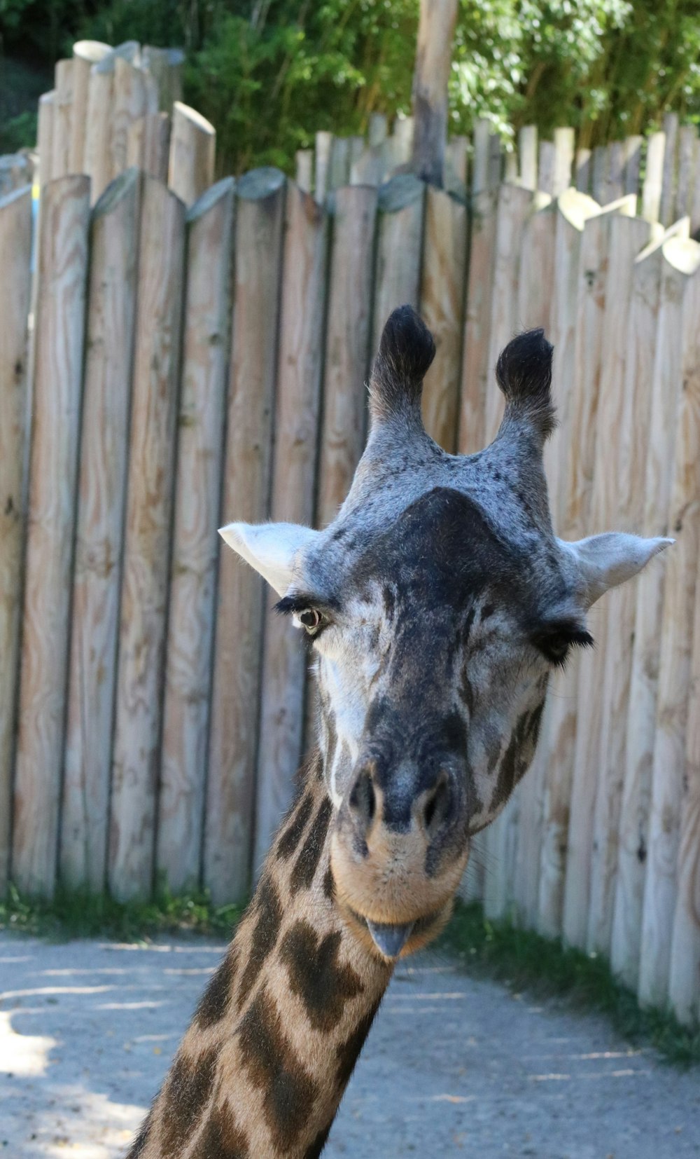 brown giraffe