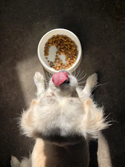 dog licking it's nose standing beside near empty food bowl