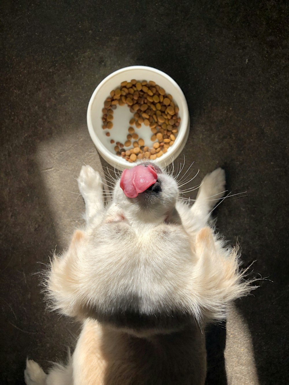 perro lamiéndose la nariz de pie al lado cerca de un cuenco de comida vacío