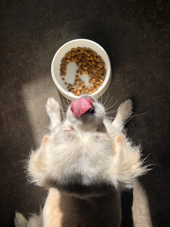 Your Pet's Food Harms The Environment