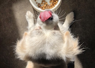 dog licking it's nose standing beside near empty food bowl