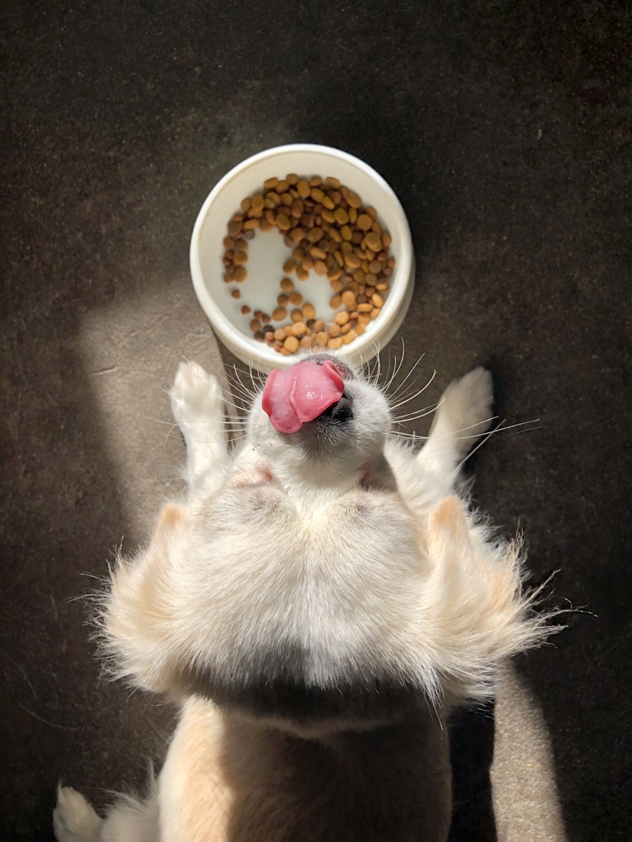 Puppy eating from a food bowl in a kitchen setting