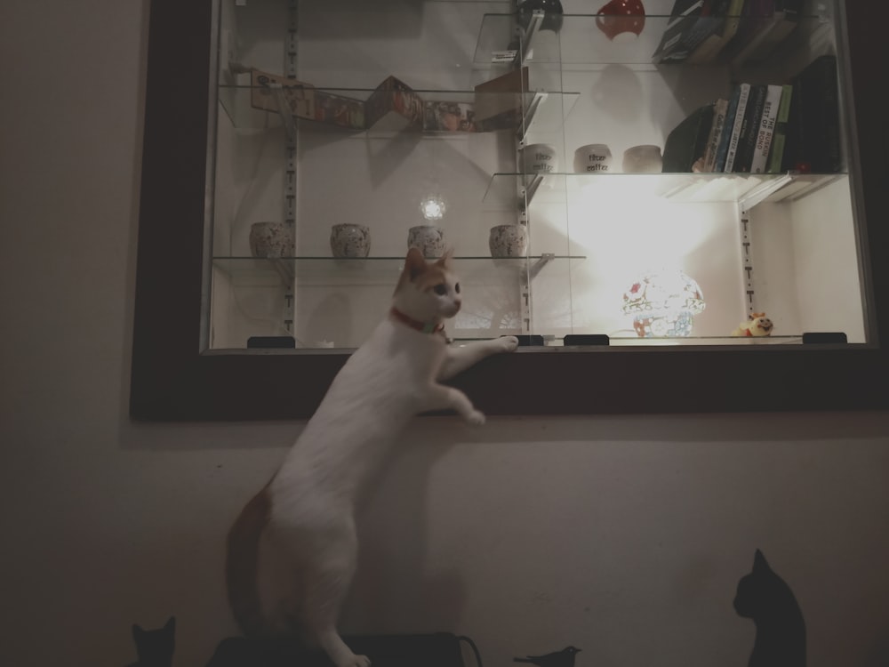 white cat reaching on glass display cabinet